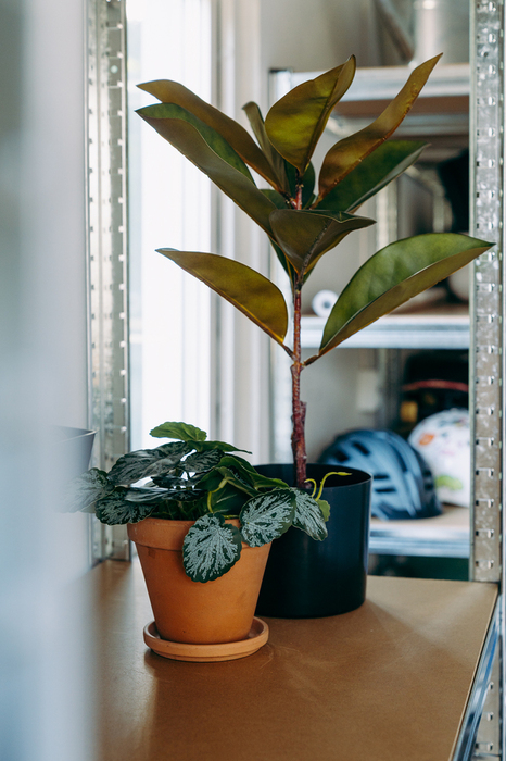 Konstväxt Saxifraga 17 x 25 cm